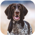 猎犬模拟器最新版 v1.1.0 安卓版