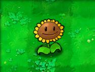 SunFlower向日葵