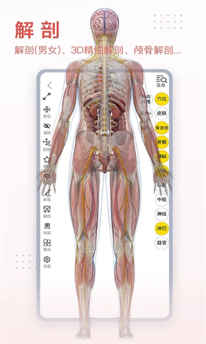 3DBody解剖手机版下载 第5张图片