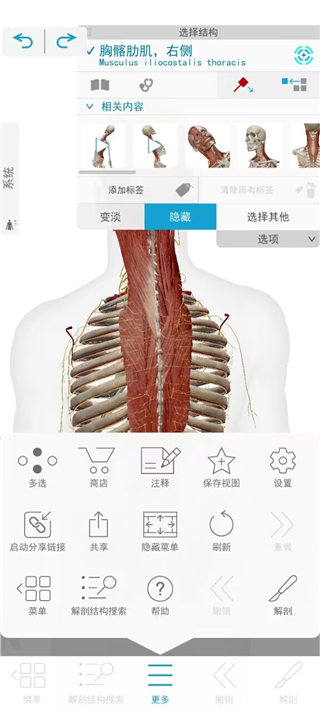 Atlas人体解剖学图谱软件2023免费版使用说明6