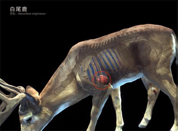 全任务速通指南6