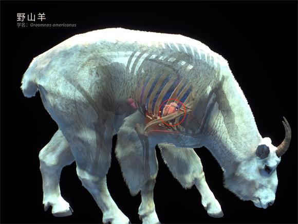 全任务速通指南11