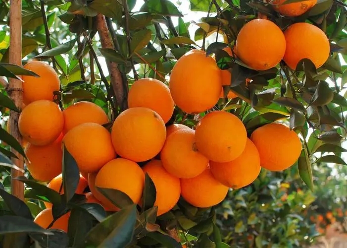 天下广安app广安地理标志保护产品——领水脐橙