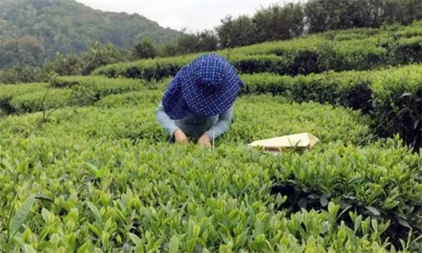 通江罗村茶