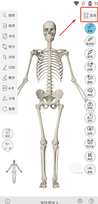 维萨里3D解剖VIP破解版使用方法1