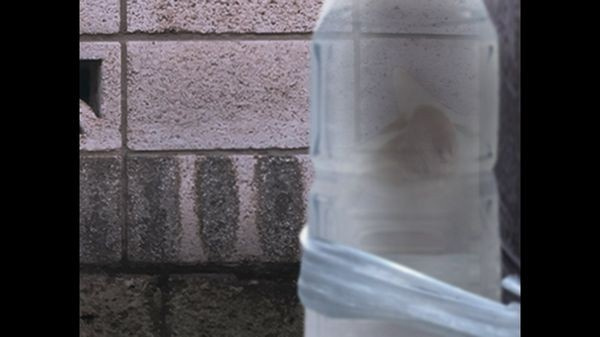 翌日猫之怪奇谭游戏手机版下载 第3张图片