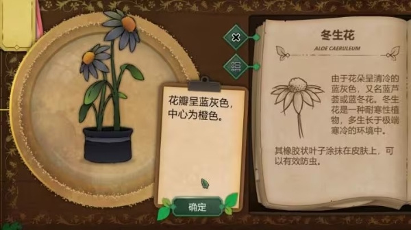 冬生花