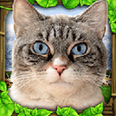 流浪猫模拟器中文版最新下载 v1.0.4 安卓版