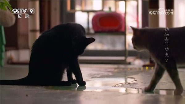 WebView电视TV版下载 第3张图片